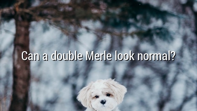 Can a double Merle look normal?