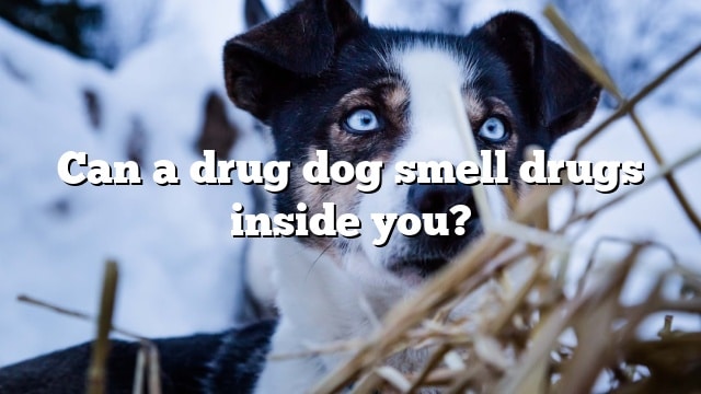 Can a drug dog smell drugs inside you?