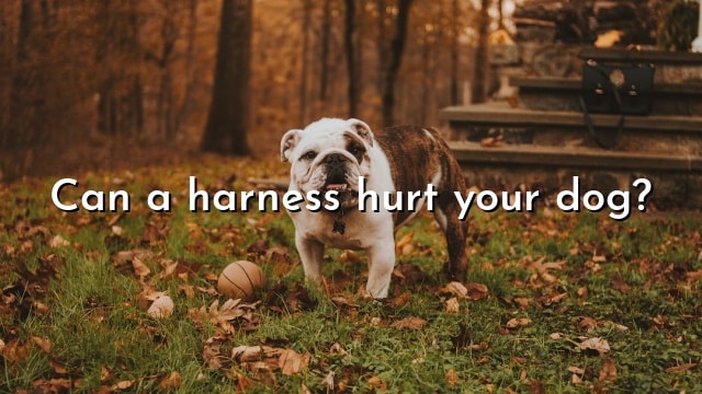 Can a harness hurt your dog?