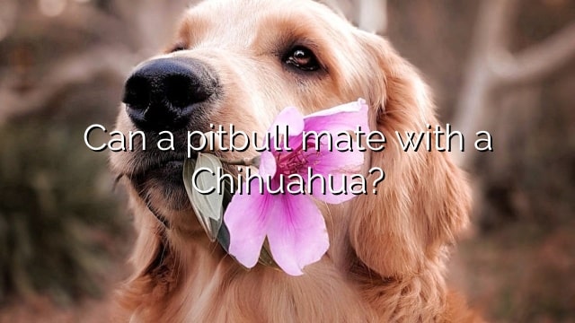 Can a pitbull mate with a Chihuahua?