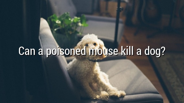 Can a poisoned mouse kill a dog?
