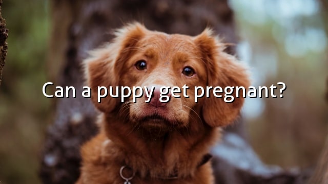 Can a puppy get pregnant?
