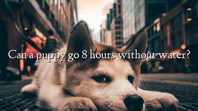 Can a puppy go 8 hours without water?