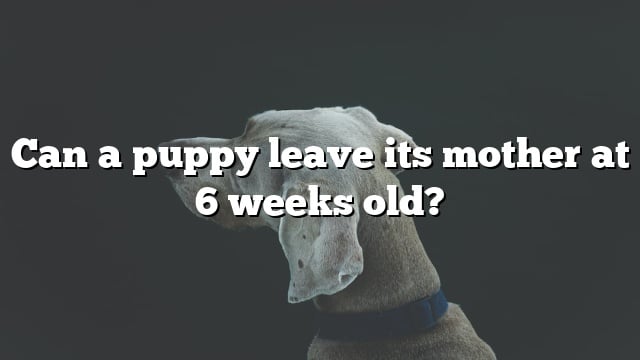 Can a puppy leave its mother at 6 weeks old?