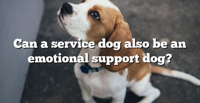 Can a service dog also be an emotional support dog?