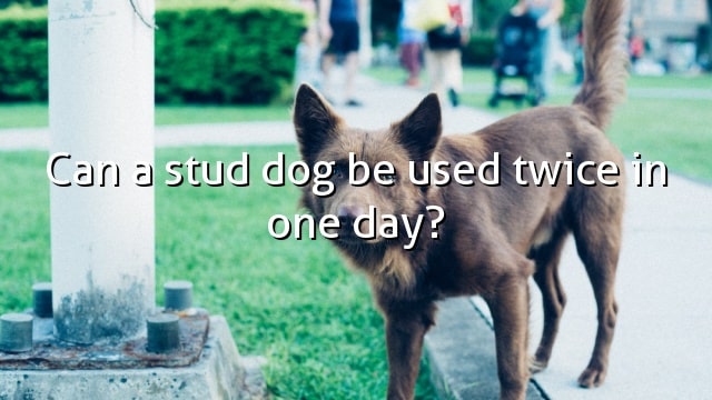 Can a stud dog be used twice in one day?
