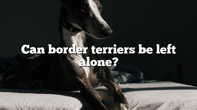 Can border terriers be left alone?