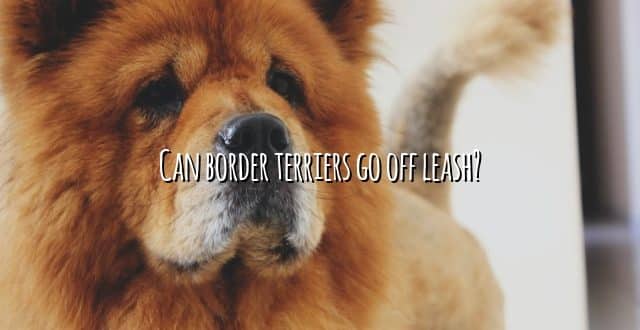 Can border terriers go off leash?