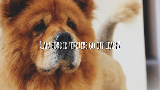 Can border terriers go off leash?