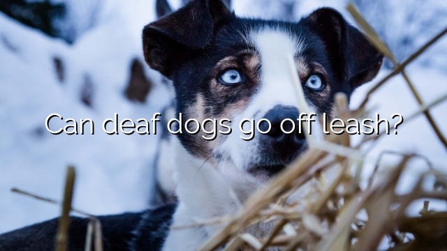 Can deaf dogs go off leash?