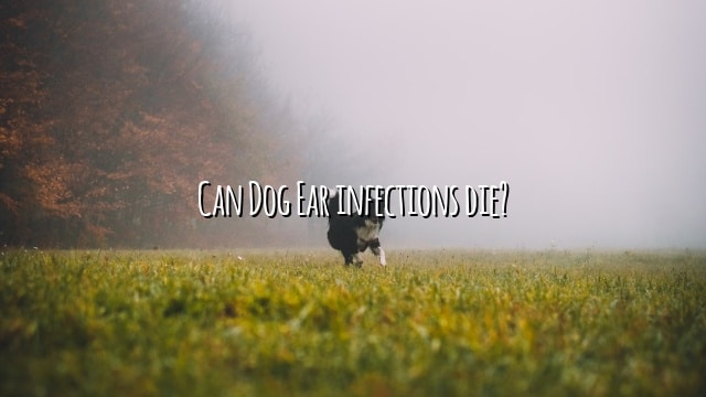 Can Dog Ear infections die?