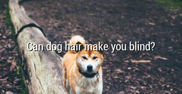 Can dog hair make you blind?