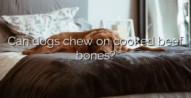 Can dogs chew on cooked beef bones?