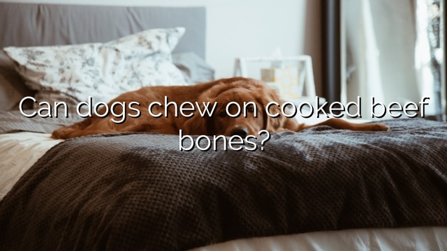 Can dogs chew on cooked beef bones?