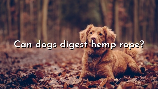 Can dogs digest hemp rope?