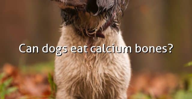 Can dogs eat calcium bones?