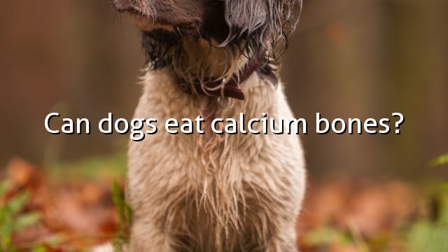 Can dogs eat calcium bones?