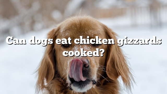 Can dogs eat chicken gizzards cooked?