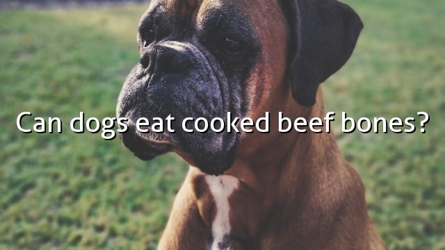 Can dogs eat cooked beef bones?