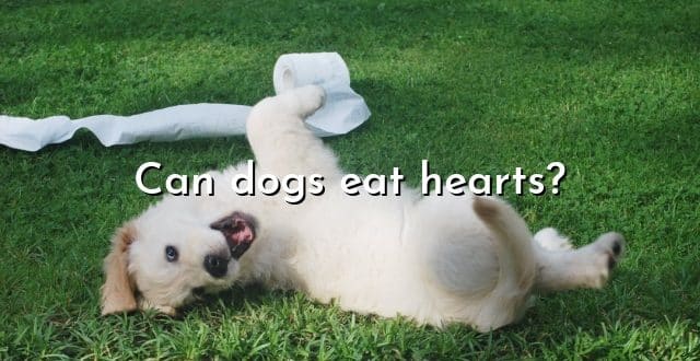 Can dogs eat hearts?
