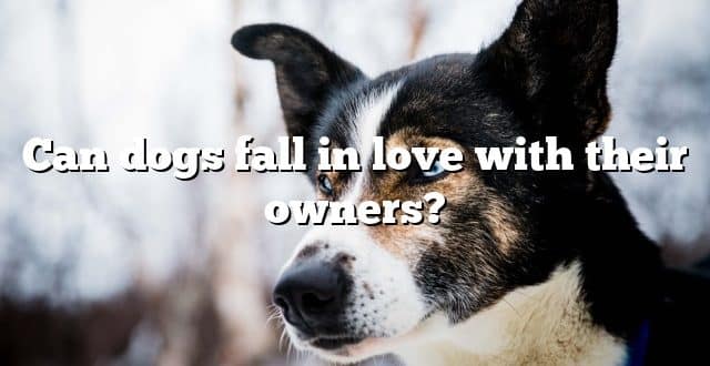 Can dogs fall in love with their owners?