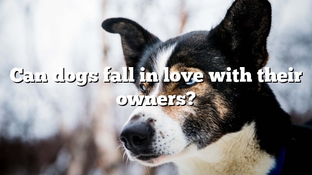 Can dogs fall in love with their owners?