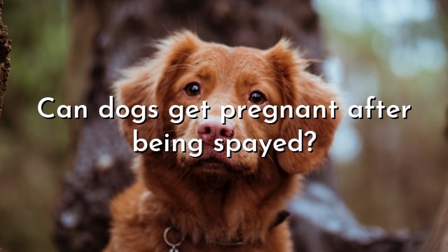 Can dogs get pregnant after being spayed?