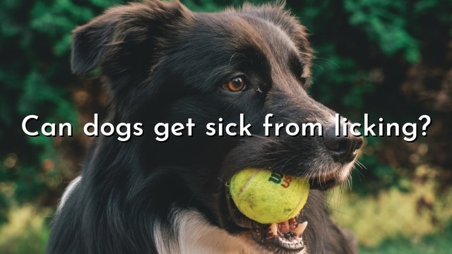 Can dogs get sick from licking?