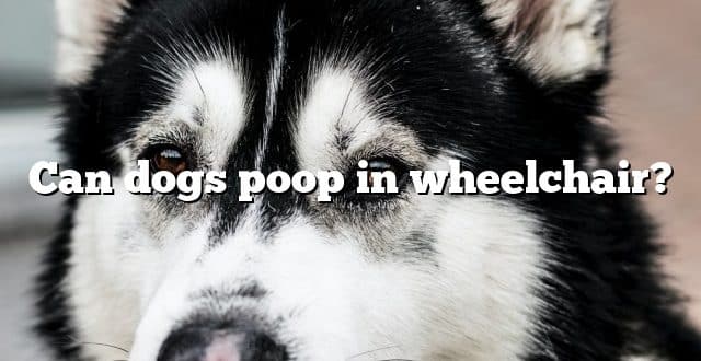 Can dogs poop in wheelchair?