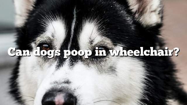 Can dogs poop in wheelchair?