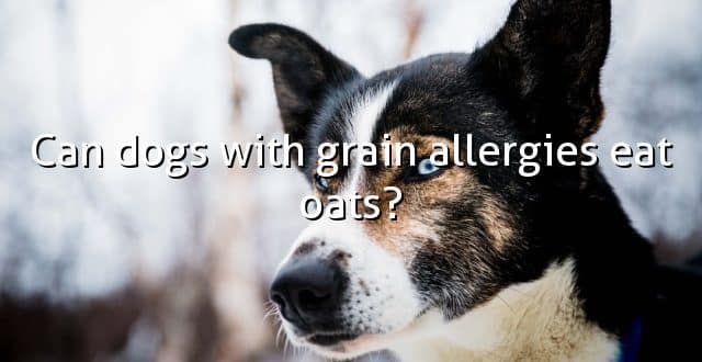 Can dogs with grain allergies eat oats?