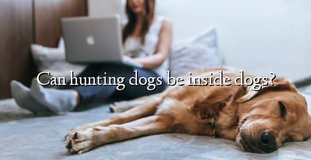 Can hunting dogs be inside dogs?