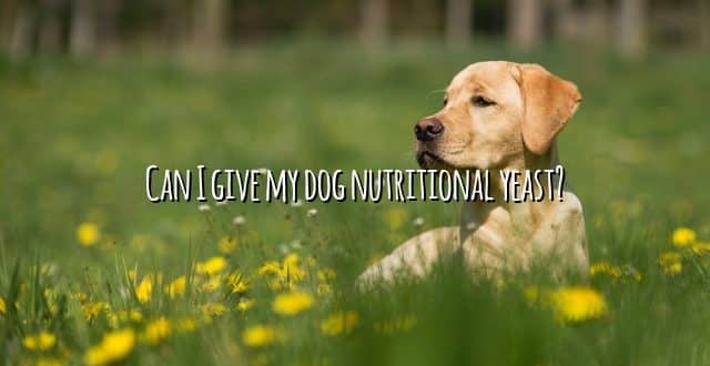 Can I give my dog nutritional yeast?