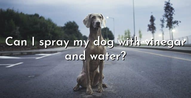 Can I spray my dog with vinegar and water?