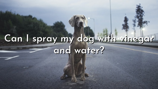 Can I spray my dog with vinegar and water?