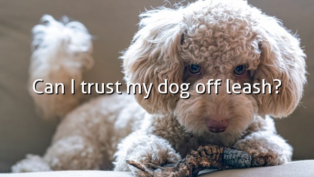 Can I trust my dog off leash?