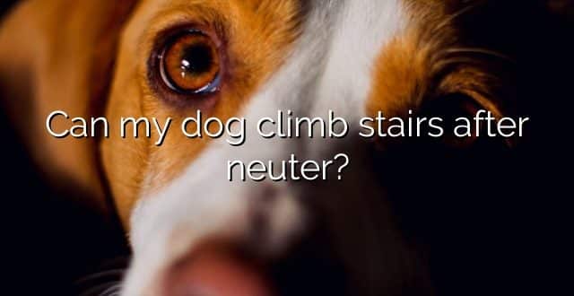 Can my dog climb stairs after neuter?