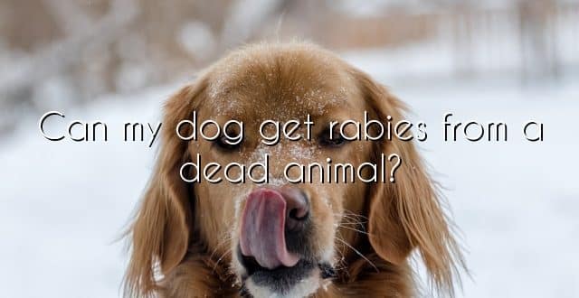 Can my dog get rabies from a dead animal?