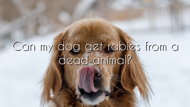 Can my dog get rabies from a dead animal?
