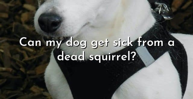 Can my dog get sick from a dead squirrel?