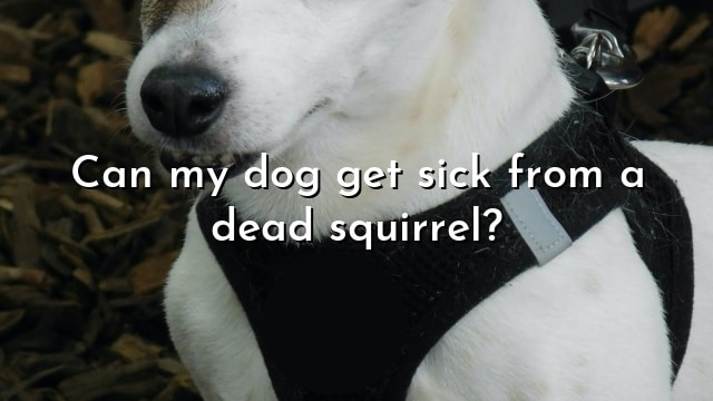 Can my dog get sick from a dead squirrel?