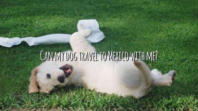 Can my dog travel to Mexico with me?