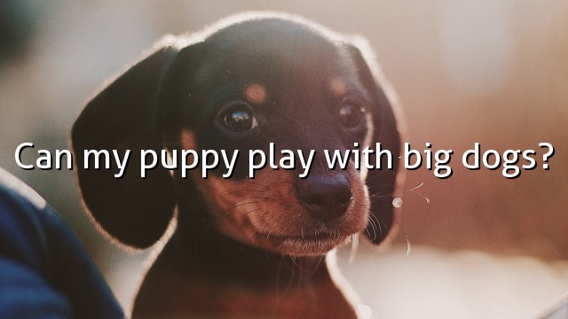 Can my puppy play with big dogs?