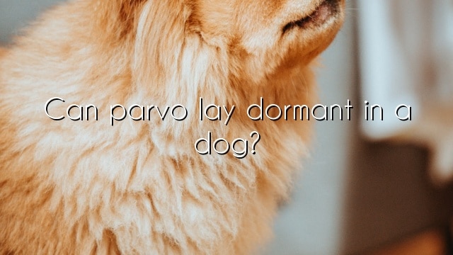 Can parvo lay dormant in a dog?