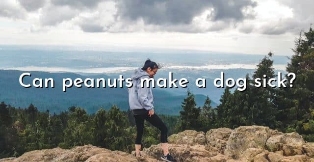 Can peanuts make a dog sick?
