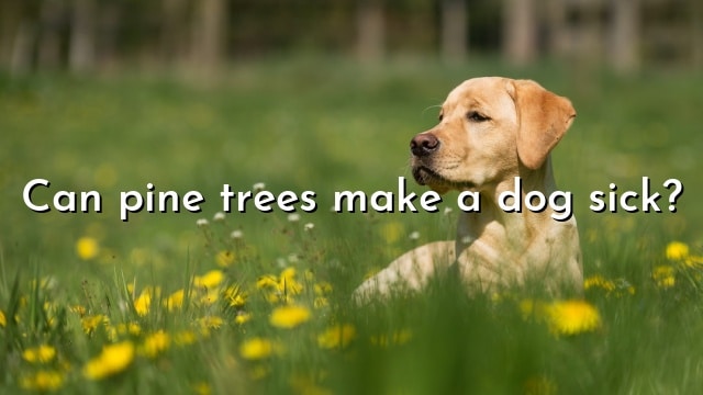 Can pine trees make a dog sick?