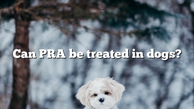 Can PRA be treated in dogs?