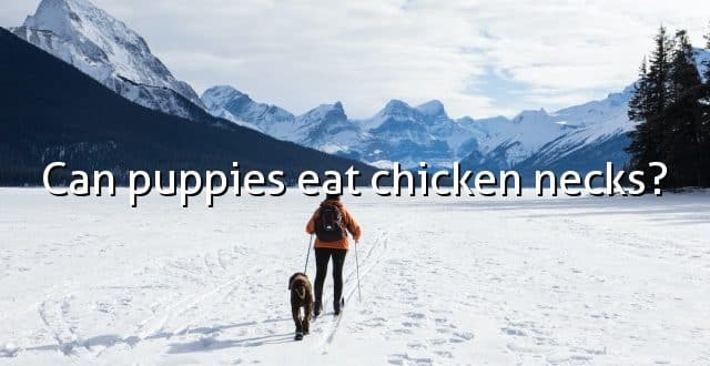 Can puppies eat chicken necks?