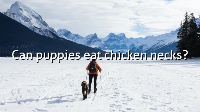 Can puppies eat chicken necks?