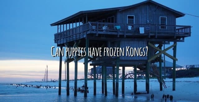 Can puppies have frozen Kongs?